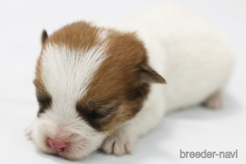 成約済の神奈川県のジャックラッセルテリア-305798の2枚目